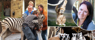 Frida, Tarzan och familjen lemur – rymningar vi minns (?) från Parken zoo ✓Fyra alligatorer ✓Dödlig utgång ✓Säkerheten i dag