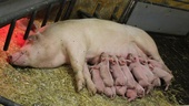 Svensk grisproduktion kan utplånas av afrikanska svinpesten