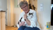 Katten Boris borta i veckor – räddad av slumpen