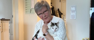Katten Boris borta i veckor – räddad av slumpen