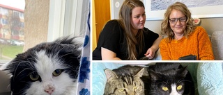 Motalakvinnorna kämpar för hemlösa katter ▪ Tuffa uppdraget – fånga in 82 kissar: "Tog oss flera månader"