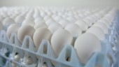 Mer miljögifter i ekologiska ägg