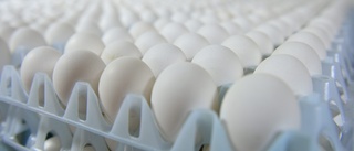 Mer miljögifter i ekologiska ägg