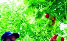 EU-överskott gör Mats tomater billiga