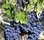Vin: Italien – Europas hetaste vinland