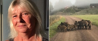 Susanne stötte på en flock vildsvin på väg till jobbet: "Jag är glad att jag satt i bilen"