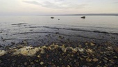 Plast i Östersjön hotar fiskbeståndet