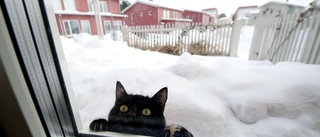 Flera katter i Sörmland misstänks ha fått salmonella