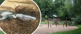 Populär lekpark vandaliserad – två dinosaurier förstörda: "Blir gråtfärdig"
