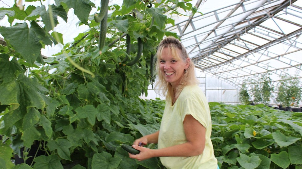 Linda Oskarsson på Hjorteds handelsträdgård tar en tur i växthuset för att plocka gurkor.