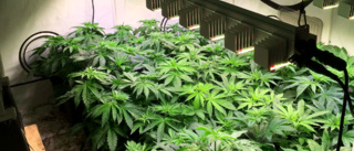 Mannen odlade tre kilo cannabis • "Det började som en hobby"