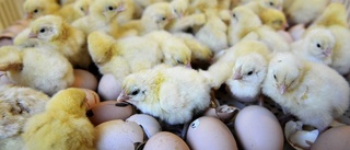 Replik: Svensk Fågel bidrar själva till antibiotikaresistens