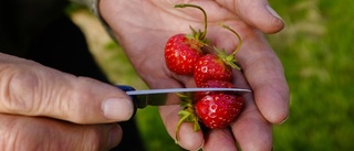 Gårdstradition i jordgubbslandet