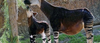 Dansk musikfestival stressade djur på zoo