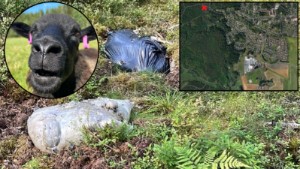 Säckar med slaktavfall dumpades i skogsparti i Eskilstuna: "Hade börjat jäsa"