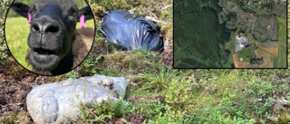 Säckar med slaktavfall dumpades i skogsparti i Eskilstuna: "Hade börjat jäsa"