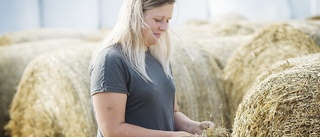 Muuu, kornas klagan efter heta sommaren