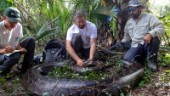 Nära 100 kilo tung pytonorm fångad i Florida