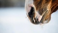 Luleåstall isolerat: Häst har testats positivt