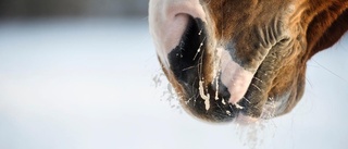 Luleåstall isolerat: Häst har testats positivt