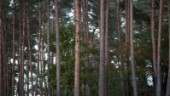 Insändare: Sluta skövla skogen i Kjula
