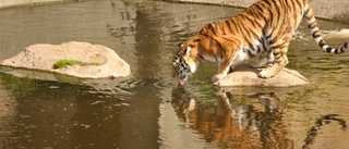 Vattenbrist drabbar Kolmårdens djurpark
