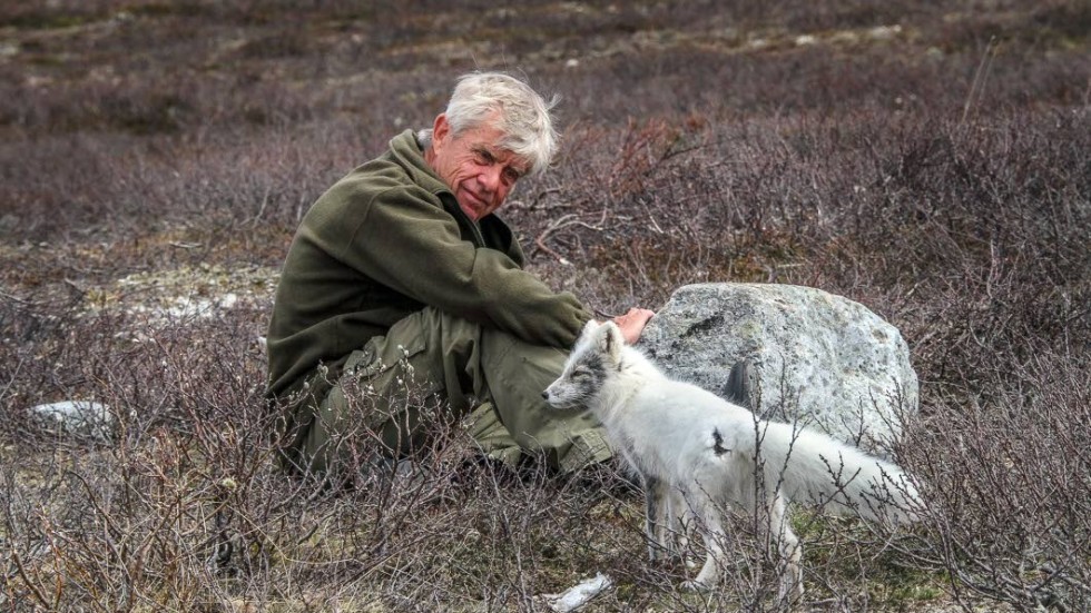 Naturfilmaren Ingemar Linddh i sin naturliga miljö, här tillsammans med en fjällräv.