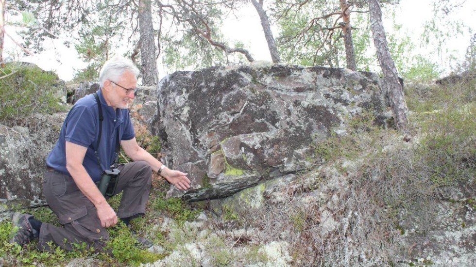 Larsgunnar Nilsson visar en hypotetisk plats för en berguvgömma.