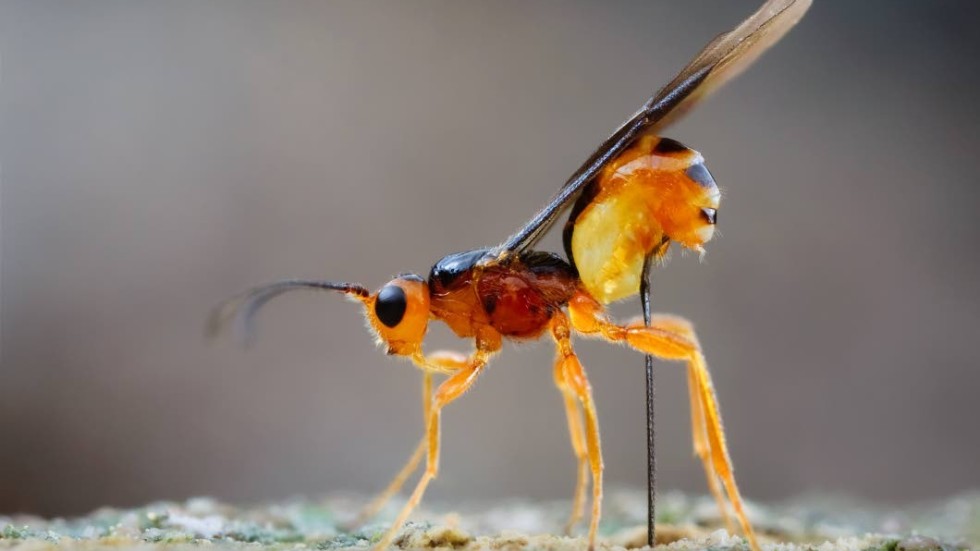 I projektet hoppas man kartlägga grupper av insekter som är dåligt kända men som är mycket viktiga för ekosystemet, exempelvis mycket små parasitsteklar.