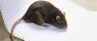 Kraftig ökning av råttsanering