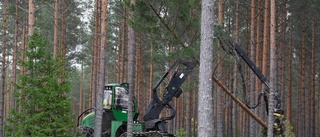 Så mycket av marken täcks av skog