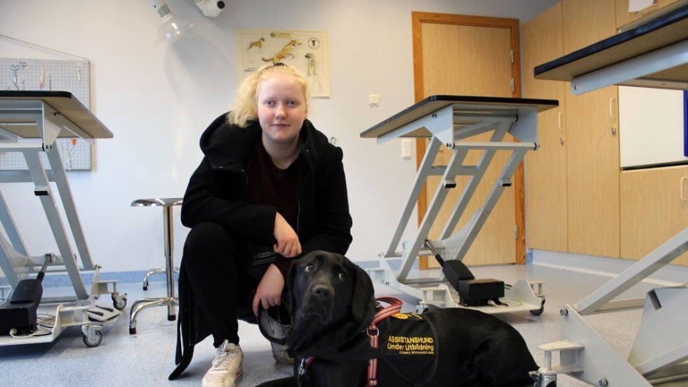 Emelie Diener från Västervik håller på att utbilda sin egen assistanshund, labradoren Kajsa.