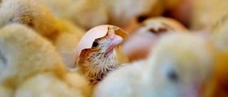 Ta ert ansvar för kycklingarnas välfärd!