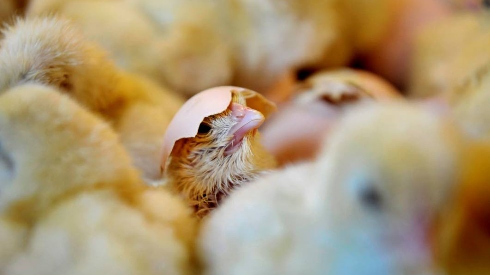 Snabbmatsrestaurangerna har ett ansvar för att kycklingar föds upp och slaktas humant, menar debattören.