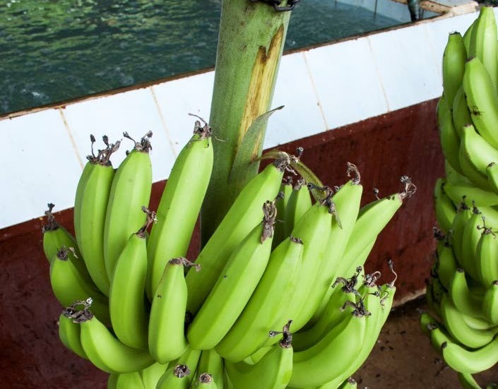 Bananer är en av många produkter som sälljs med Fairtrademärkning