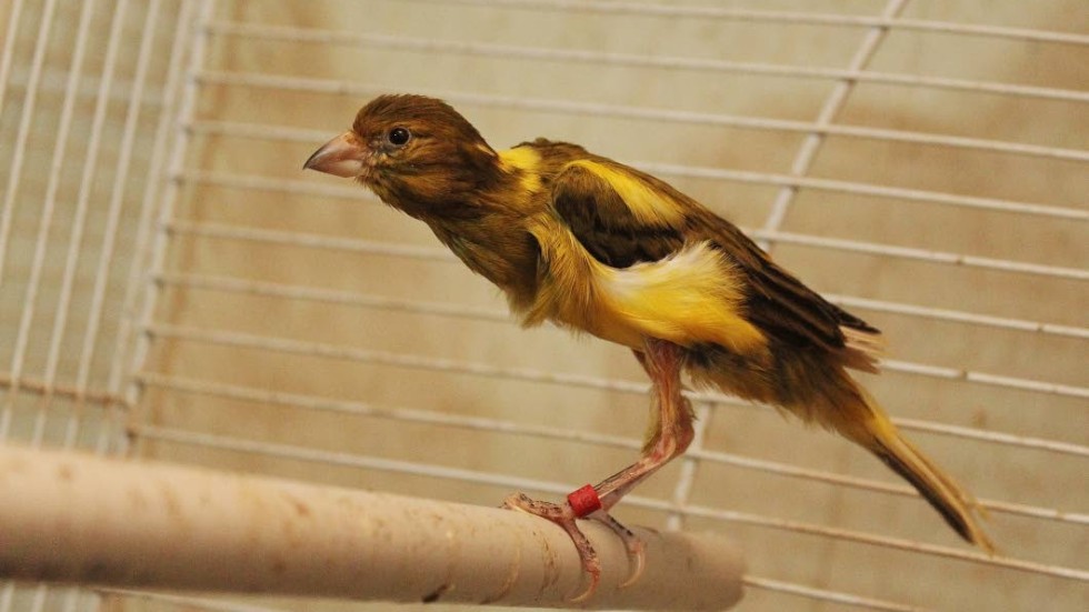 En kanariefågel av den sällsynta arten som  lyckades komma undan och klarade sig från att bli stulen.