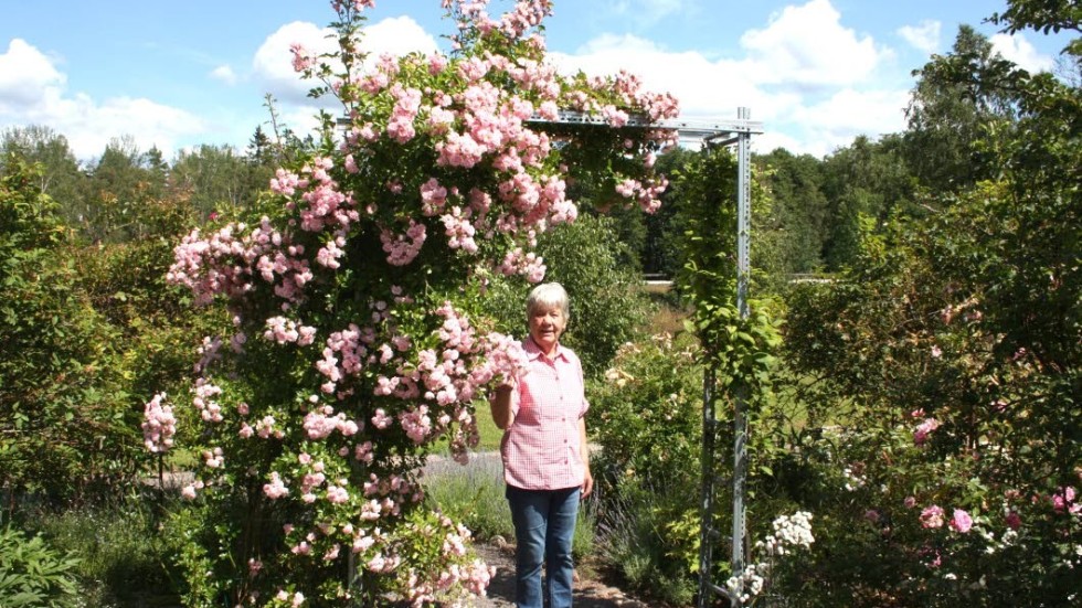 Ann Persson, ordförande i Kalvkätte trädgård och friluftsområde, står under rosen 'Rosenholm' som blommar för fullt.