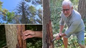 Hoten mot de gotländska skogarna: ”Många utmaningar”