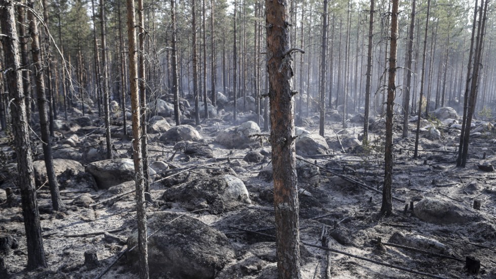 Ett två kilometer stort området brinner norr om Ljusdal i Hälsingland.