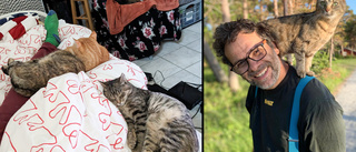 Nics fyra katter avlivades på väg hem från Tjeckien