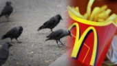 Förslaget: Ge mat till fåglarna på Öster – bör inte äta pommes