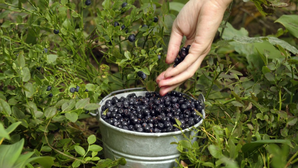 Blueberries are bountiful.







