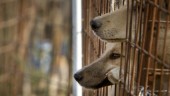 80 insmugglade hundar avlivas
