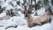 5 nyheter från natten