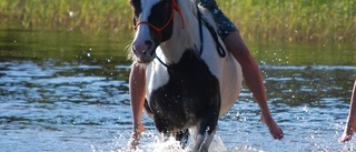 Var får hästar bada egentligen?