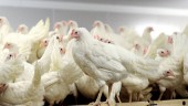 277 miljoner utbetalt till fjäderfäbranschen