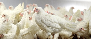 277 miljoner utbetalt till fjäderfäbranschen