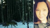 Här fångar jägarens kamera varg på bild – strök omkring på hästgård i Ärla: "Lite olustigt"