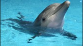 Kolmårdens delfiner på väg bort