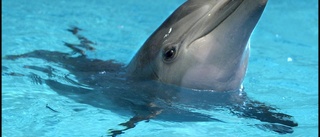 Kolmården lägger ner delfinariet – tolv delfiner ska lämna parken • Här är djuren som kan ersätta
